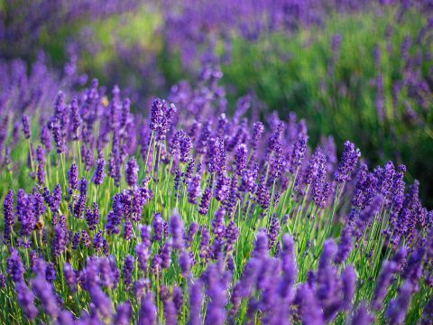 Organic Lavender Scent